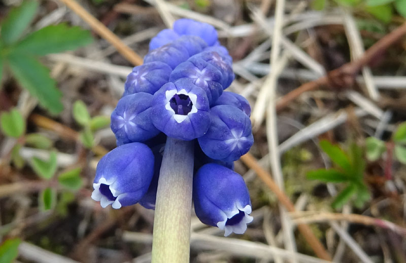 Muscari neglectum - Asparagaceae